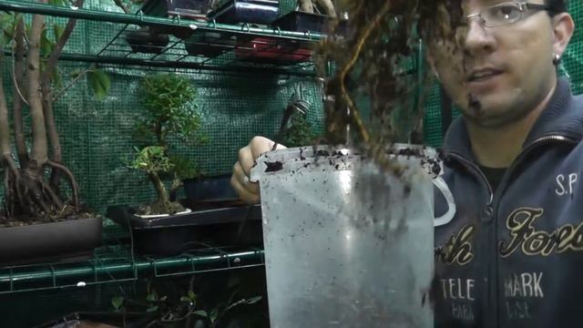 TRANSPLANTE DE BONSAI PARA PRINCIPIANTES - Ficus Retusa 8 años de vivero смотреть онлайн