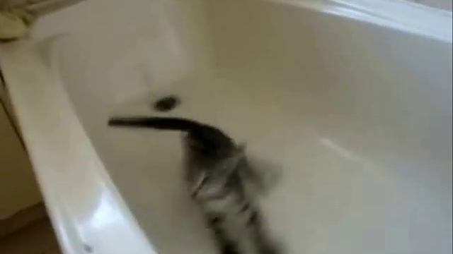 смешные коты