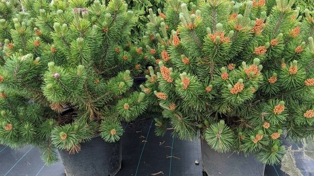 Сосна горная "Мумпитц" Pinus mugo "Mumpitz" смотреть онлайн