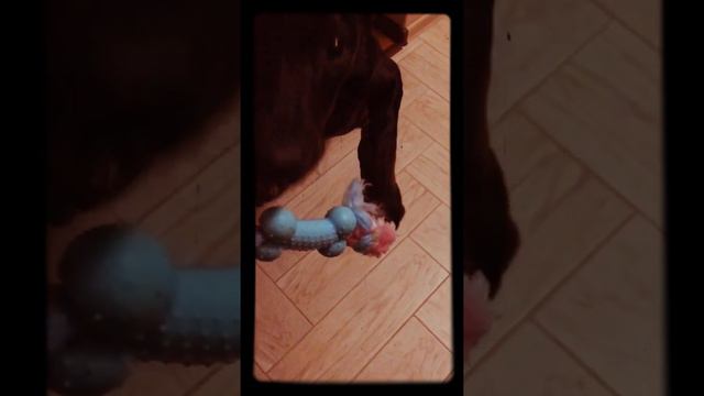 Доберман попал в цель смотреть онлайн