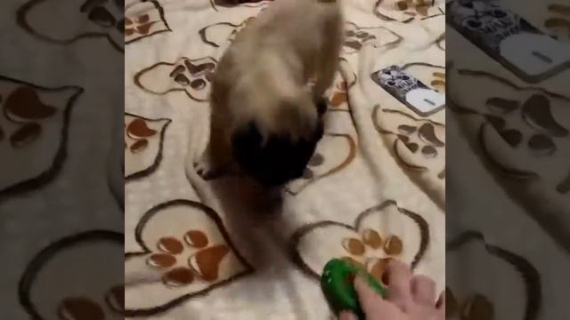 Мэри мопс грызет пульт смотреть онлайн