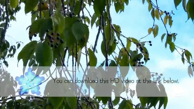 Bird cherry at the wind смотреть онлайн