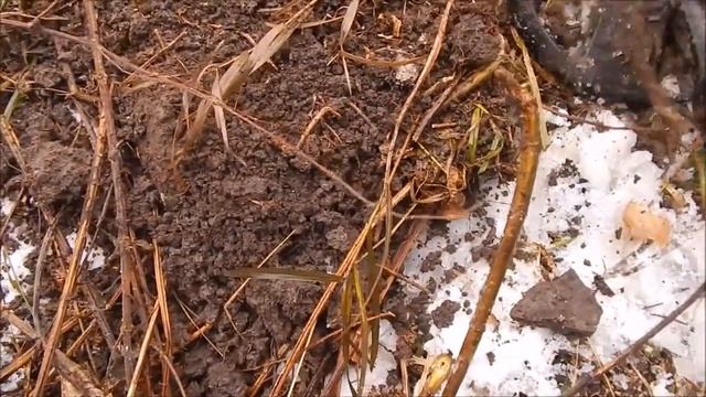 Полуснежный коп монет на р Урюм и Ута смотреть онлайн
