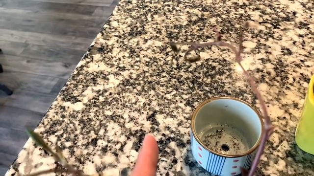 Anacampseros Sunrise Succulent Plant Care & Propagating. Anacampseros Rufescens