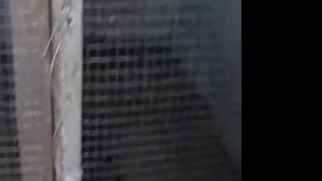 Как я содержу своих индюков.