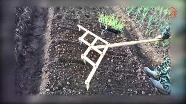 Выращиваем лук из семян с селекционером Мотовым смотреть онлайн