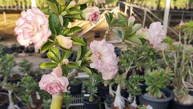 Adenium Obesum ( Carnation )