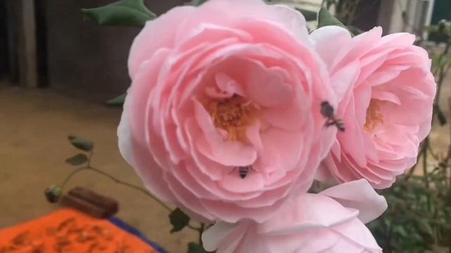 Nahema rose | Hoa hồng thơm lừng cuối cùng của năm смотреть онлайн