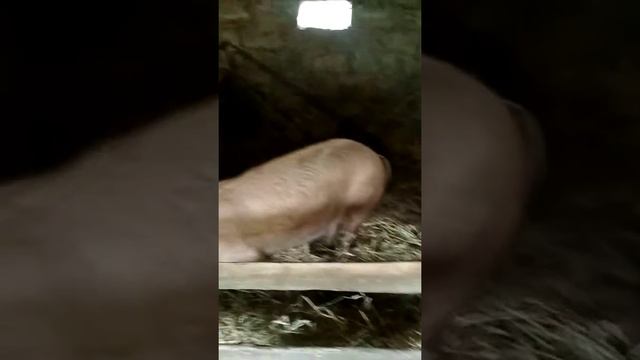 Свинарник на 10 голов смотреть онлайн