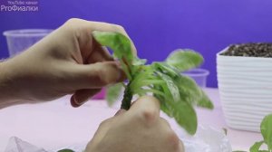 Как СФОРМИРОВАТЬ ТРЕЙЛЕРННУЮ ФИАЛКУ С НУЛЯ?  Начинаем Правильно формировать кустик.