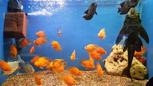 Анциструс и рыба-попугай - Ancistrus And Parrotfish.