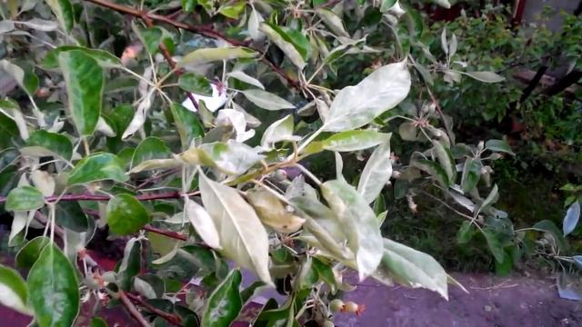 Мучнистая роса на яблоне. Как искоренить эту болезнь без химических препоратов. смотреть онлайн