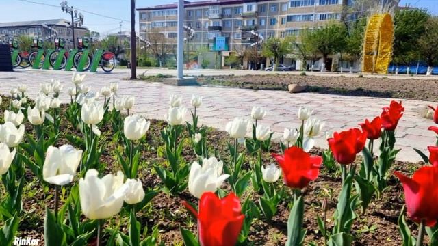 Город Кентау. Тюльпановое настроение. Туркестанская область Казахстан. смотреть онлайн