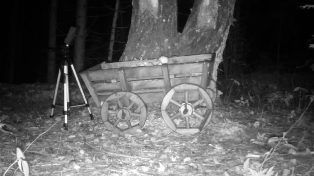 Кормим лесных зверей: куница, белка, мышки, сойки присматривают место для зимней кормушки в лесу смотреть онлайн