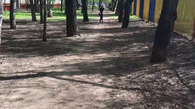 Дрессировка стаффордширского терьера смотреть онлайн