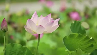 Чудесный мир