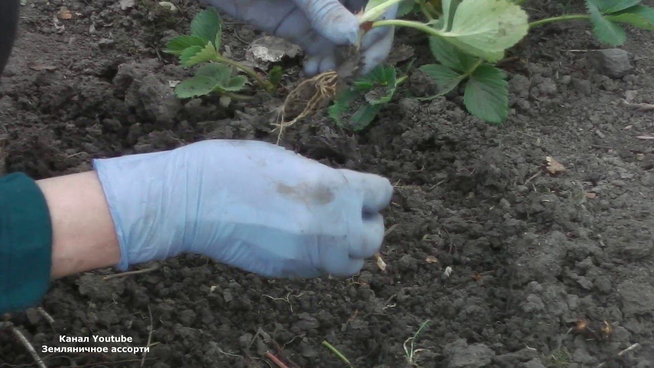 КАК РАЗМНОЖИТЬ БЕЗУСУЮ САДОВУЮ ЗЕМЛЯНИКУ (КЛУБНИКУ) смотреть онлайн