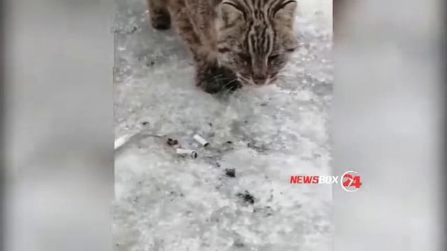 Камышовый кот пришел к лунке рыбака в Приморье