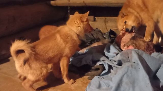 карельские лайки. лайки карелофинские. финский шпиц. щенок . карелка смотреть онлайн