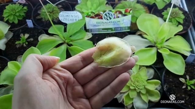 Хижа рослина Жирянка. Хижі та екзотичні рослини в Україні. Хищное растение Жирянка (Pinguicula) смотреть онлайн