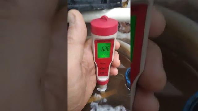 Подкормка клубники,. Поливной раствор для клубники. EC воды и поливного раствора для клубники. смотреть онлайн