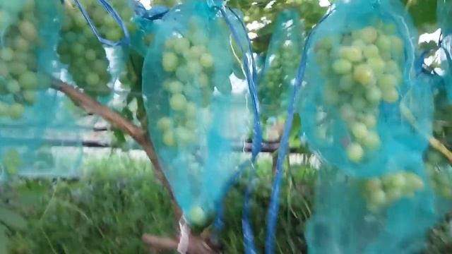 виноград Тасон смотреть онлайн