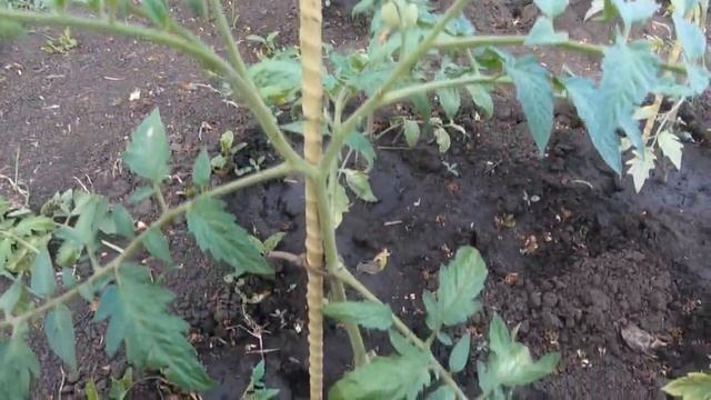 Как легко и правильно сформировать томаты в 2 стебля. Начнем с высадки на постоянное место. смотреть онлайн