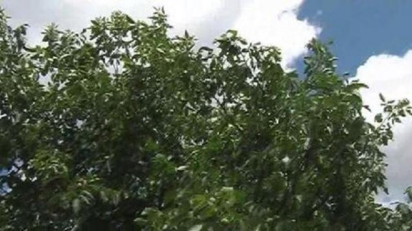 Небольшой клип