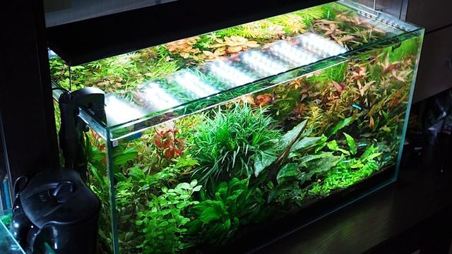 Три с половиной года аквариуму на подложке Tropica Plant Growth Substrate