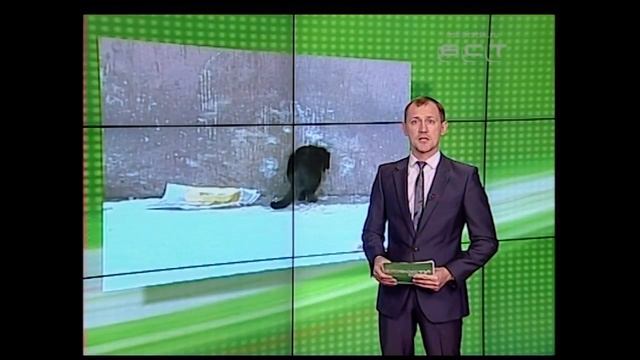 Свободу пушистым! Минстрой запретил замуровывать кошек в подвале домов смотреть онлайн