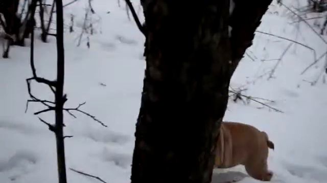 Щенок английского бульдога смотреть онлайн