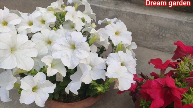 How to Keep your Pitunias Looking Full and Flowering/পিটুনিয়া গাছের সহজ পরিচর্যা/Dream garden смотреть онлайн