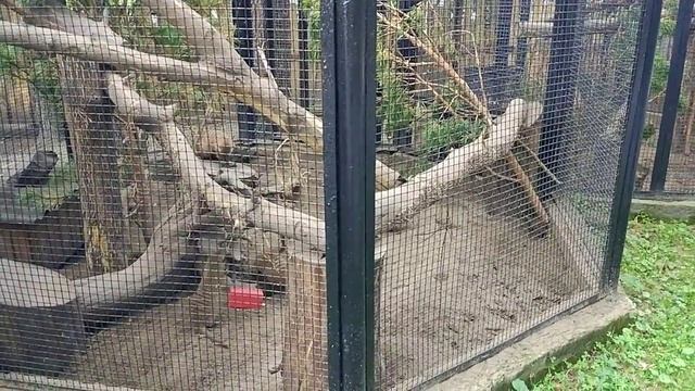 Полосатые и жёлтые мангусты. Ужин. смотреть онлайн