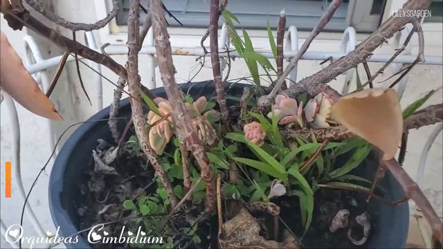 Orquideas cimbidium de regreso a casa, quieres ver mis colibries conocelos. смотреть онлайн