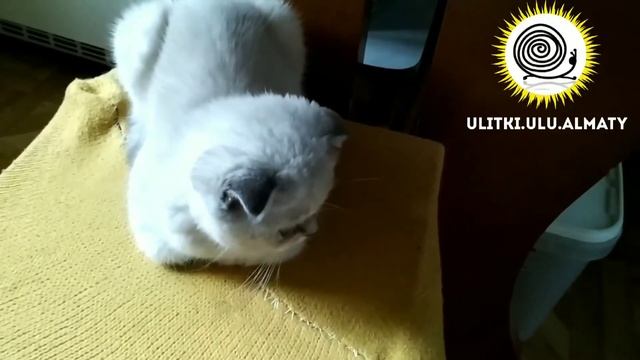 Фулика родация снесла яйца