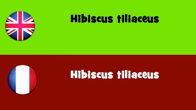 FROM ENGLISH TO FRENCH = Hibiscus tiliaceus смотреть онлайн