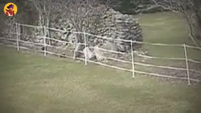 15 Animals Being Shocked To Death смотреть онлайн
