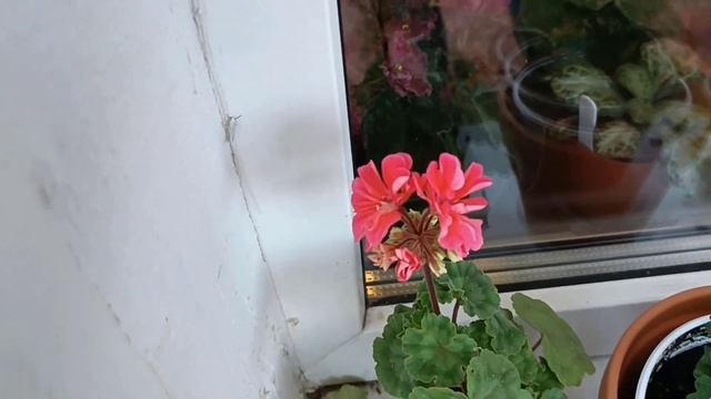 Пеларгонии на балконе в августе 2022 смотреть онлайн