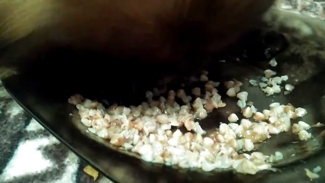 Пикинес ест гречневую кашу смотреть онлайн