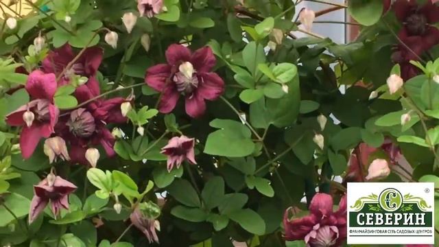 Роскошный клематис? Это просто!