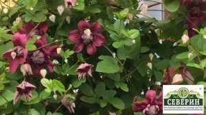 Роскошный клематис? Это просто!