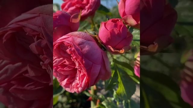 Чайно гибридная роза Пинк Пиано,Rose Pink Piano,Тантау,Германия,2010год. смотреть онлайн