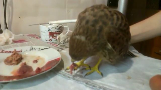 Кормление птенца сокола - ПУСТЕЛЬГИ (часть 2) смотреть онлайн