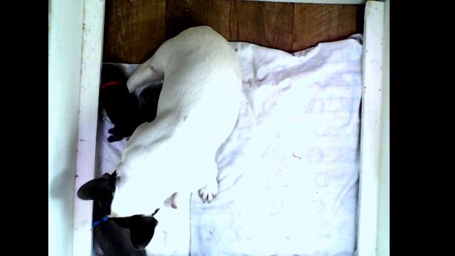 Щенки голубого французского бульдога Феди смотреть онлайн