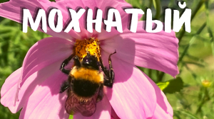Мохнатый Шмель 🐝 Песня