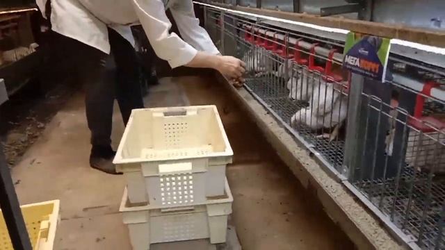 31 день эксперимента по выращиванию бройлеров на кормах Purina VS МегаМикс