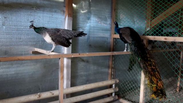 Страусы rulezzzz!!! смотреть онлайн