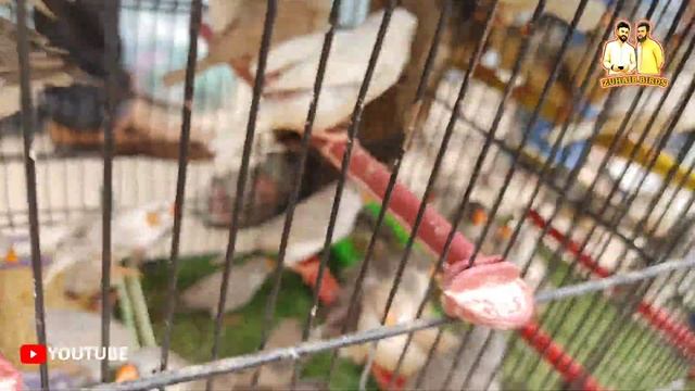 Lalukhet Birds Market Latest Update 13 Agust 2023 | Java kay Box Kub Lagane Hai | Zuhaib Birds. смотреть онлайн