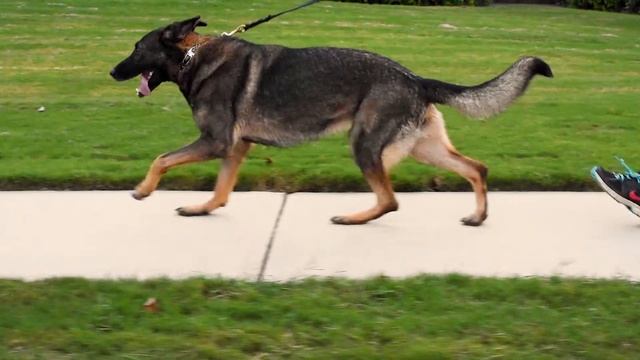 Analysis of 3 Dogs' Gaits – Walk, Trot, Transverse Gallop смотреть онлайн