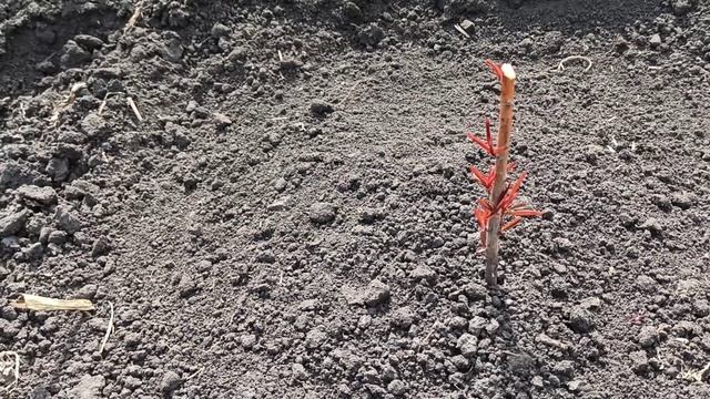 Красно-зеленая персиковая аллея. 06.05.2021г. смотреть онлайн